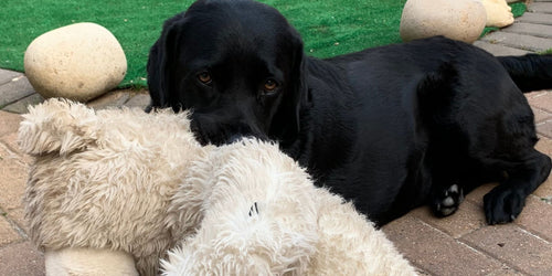 Celebrating National Pet month - every April